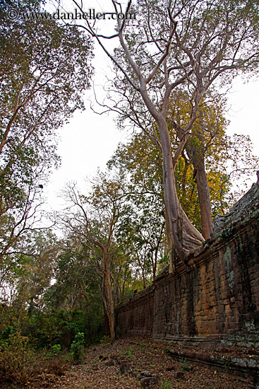 tree-n-stone-wall-1.jpg