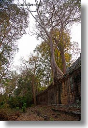 images/Asia/Cambodia/Gates/VictoryGate/tree-n-stone-wall-1.jpg