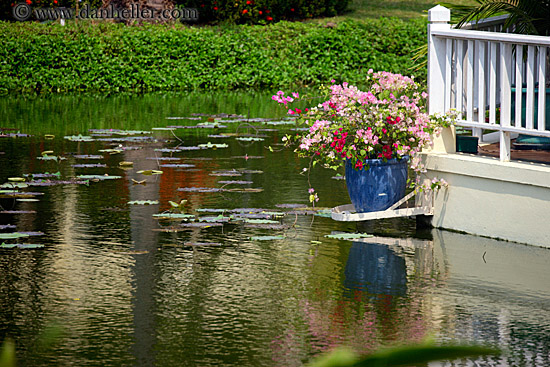 flowers-in-pond-2.jpg