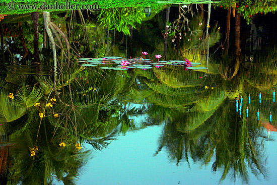 flowers-in-pond-3.jpg