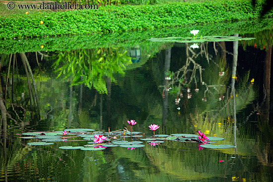 flowers-in-pond-4.jpg