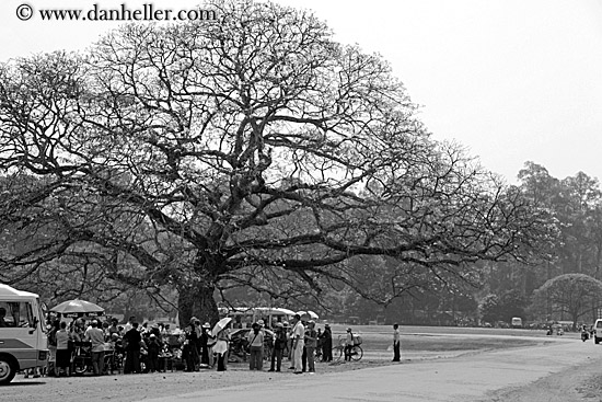people-gathered-under-tree-bw.jpg