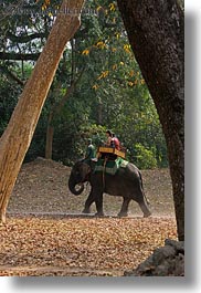 asia, cambodia, elephant ride, elephants, people, riding, tourists, vertical, photograph