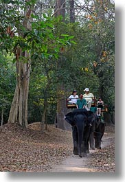 asia, cambodia, elephant ride, elephants, people, riding, tourists, vertical, photograph