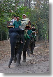 asia, cambodia, elephant ride, elephants, people, riding, tourists, vertical, photograph