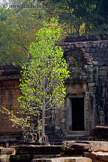 green-tree-by-door.jpg