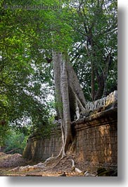 images/Asia/Cambodia/PreahKhan/tree-growing-on-wall-1.jpg