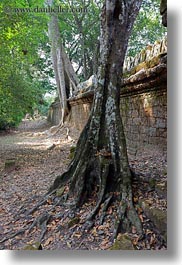 asia, cambodia, growing, preah khan, trees, vertical, walls, photograph