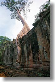images/Asia/Cambodia/PreahKhan/tree-growing-on-wall-3.jpg