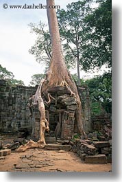 images/Asia/Cambodia/PreahKhan/tree-growing-on-wall-4.jpg