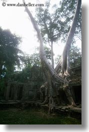 asia, cambodia, growing, preah khan, trees, vertical, walls, photograph