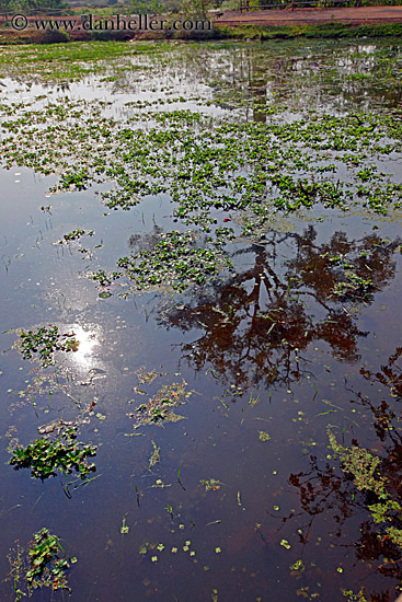 tree-reflections-in-water-2.jpg