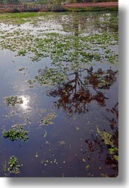 asia, cambodia, landscapes, reflections, scenics, trees, vertical, water, photograph