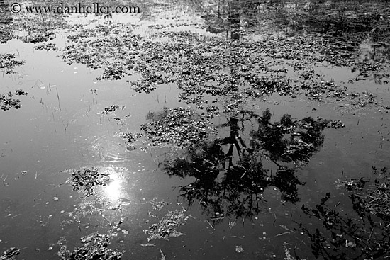 tree-reflections-in-water-3-bw.jpg