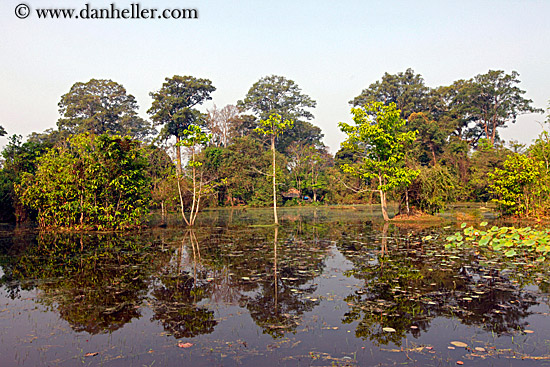 tree-reflections-in-water-6.jpg