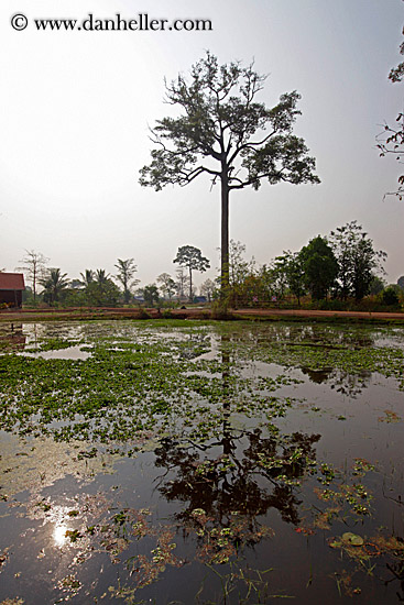 tree-reflections-in-water-8.jpg