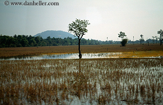 tree-reflections-in-water-9.jpg