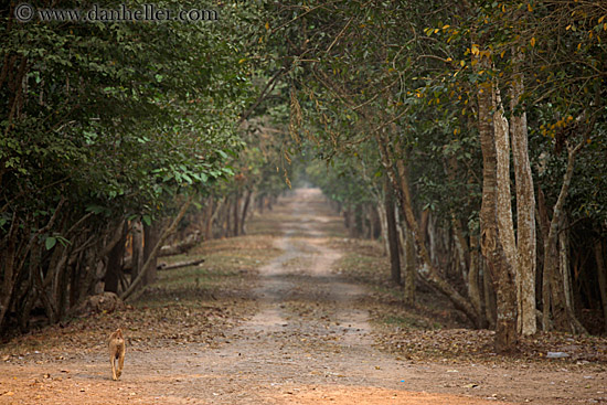 dogs-n-tree-lined-road-01.jpg