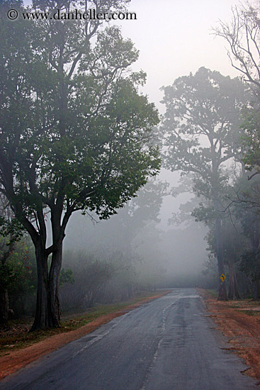 road-n-foggy-trees-1.jpg