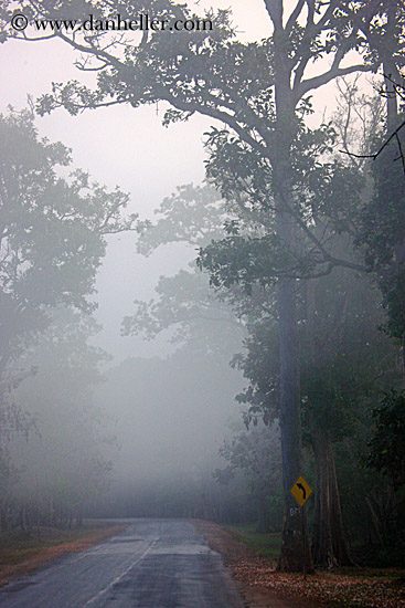 road-n-foggy-trees-2.jpg