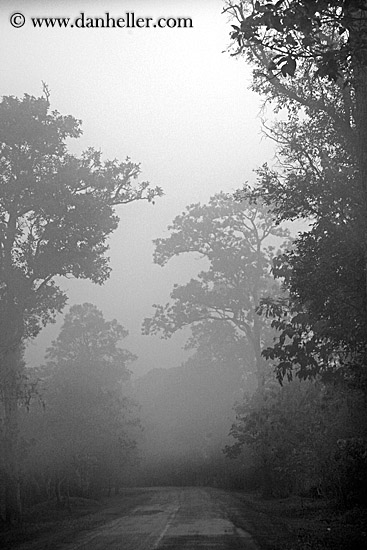 road-n-foggy-trees-3-bw.jpg