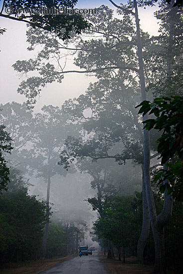 vehicles-on-foggy-tree-lined-road-02.jpg