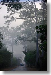 images/Asia/Cambodia/Scenics/Roads/vehicles-on-foggy-tree-lined-road-02.jpg