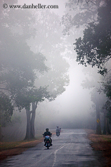 vehicles-on-foggy-tree-lined-road-03.jpg
