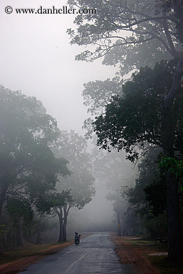 vehicles-on-foggy-tree-lined-road-04.jpg