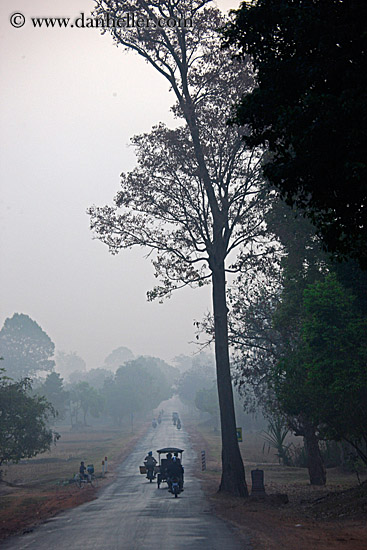vehicles-on-foggy-tree-lined-road-11.jpg
