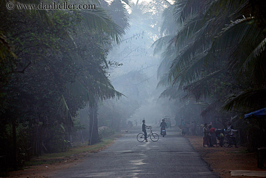vehicles-on-foggy-tree-lined-road-14.jpg