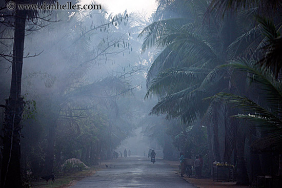 vehicles-on-foggy-tree-lined-road-15.jpg