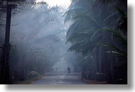 asia, cambodia, foggy, horizontal, lined, roads, scenics, trees, vehicles, photograph