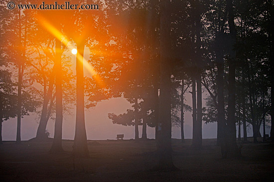 hazy-sunrise-n-trees-09.jpg