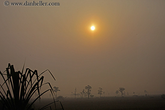 hazy-sunrise-n-trees-17.jpg