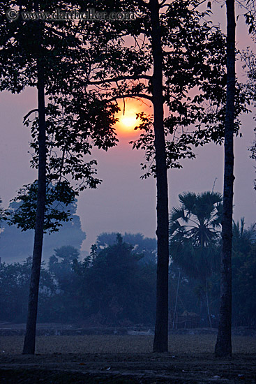 hazy-sunrise-n-trees-20.jpg