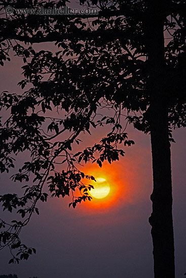hazy-sunrise-n-trees-22.jpg