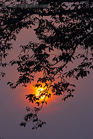 hazy-sunrise-n-trees-23.jpg