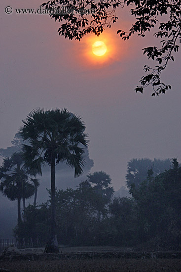 hazy-sunrise-n-trees-24.jpg