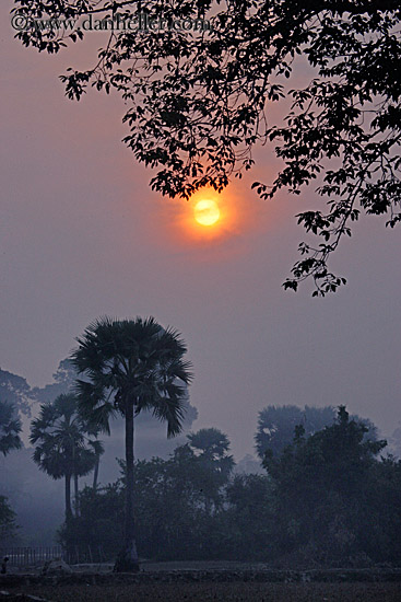 hazy-sunrise-n-trees-25.jpg
