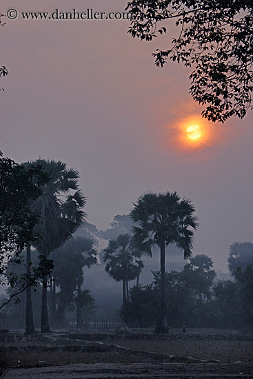 hazy-sunrise-n-trees-26.jpg