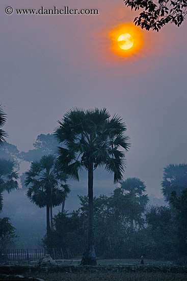 hazy-sunrise-n-trees-27.jpg