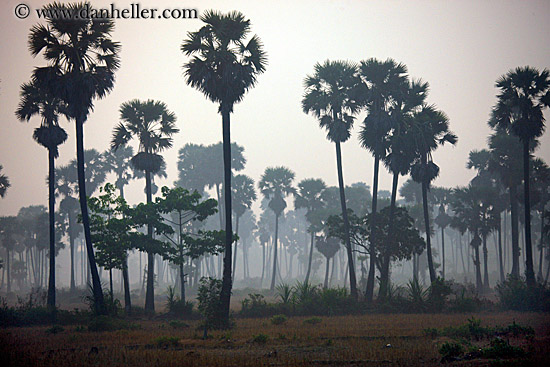 hazy-palm_trees-1.jpg