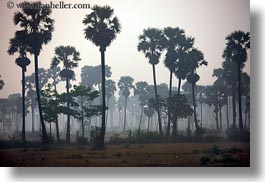 asia, cambodia, hazy, horizontal, palm trees, scenics, trees, photograph