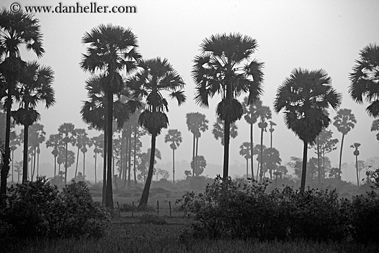 hazy-palm_trees-2-bw.jpg