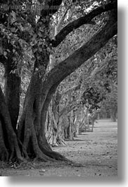asia, black and white, cambodia, lines, scenics, trees, vertical, photograph
