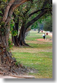 images/Asia/Cambodia/Scenics/Trees/line-of-trees-2.jpg