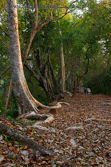 line-of-trees-3.jpg