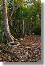 images/Asia/Cambodia/Scenics/Trees/line-of-trees-3.jpg