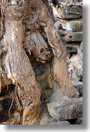 images/Asia/Cambodia/Scenics/Trees/skull-tree-stump.jpg